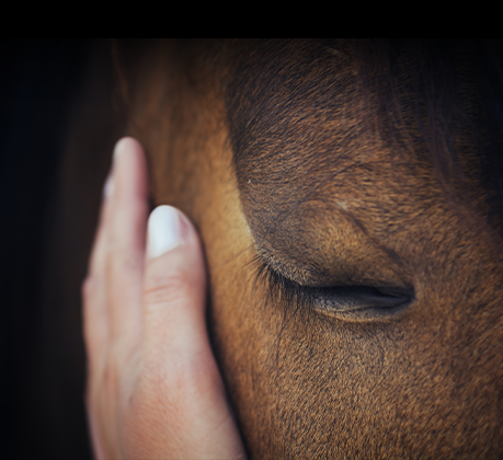 Equine Herpes Virus: What Every Horse Owner Should Know