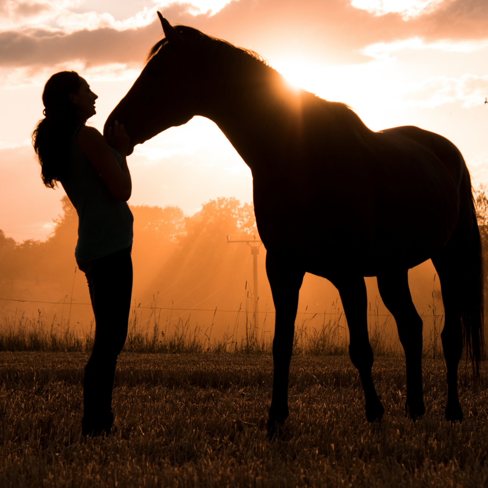 Beat the Heat: How to Keep Your Horse Cool During a UK Weather Alert