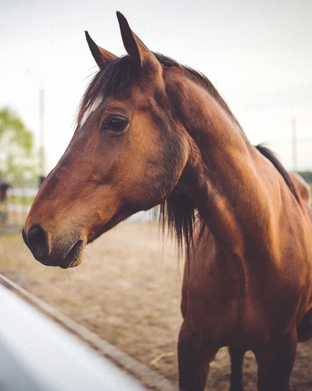 Bridleless Riding: What is Behind the Sudden Trend?